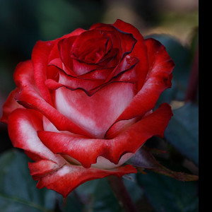 Алла Герасименко