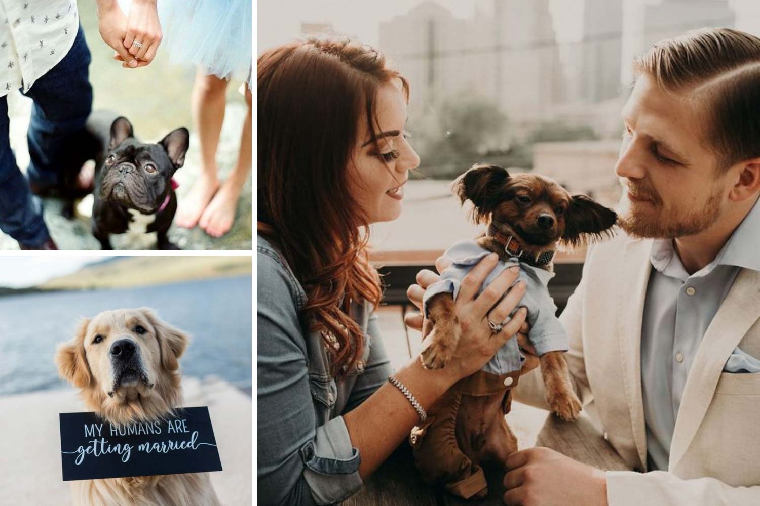 Передвесільна фотосесія з тваринами фото