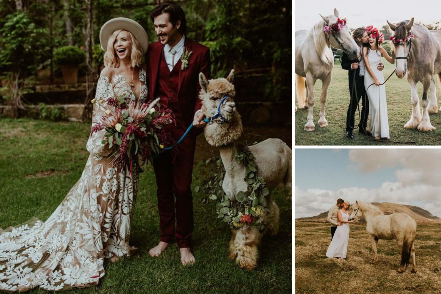 Love story з кіньми, ламою фото