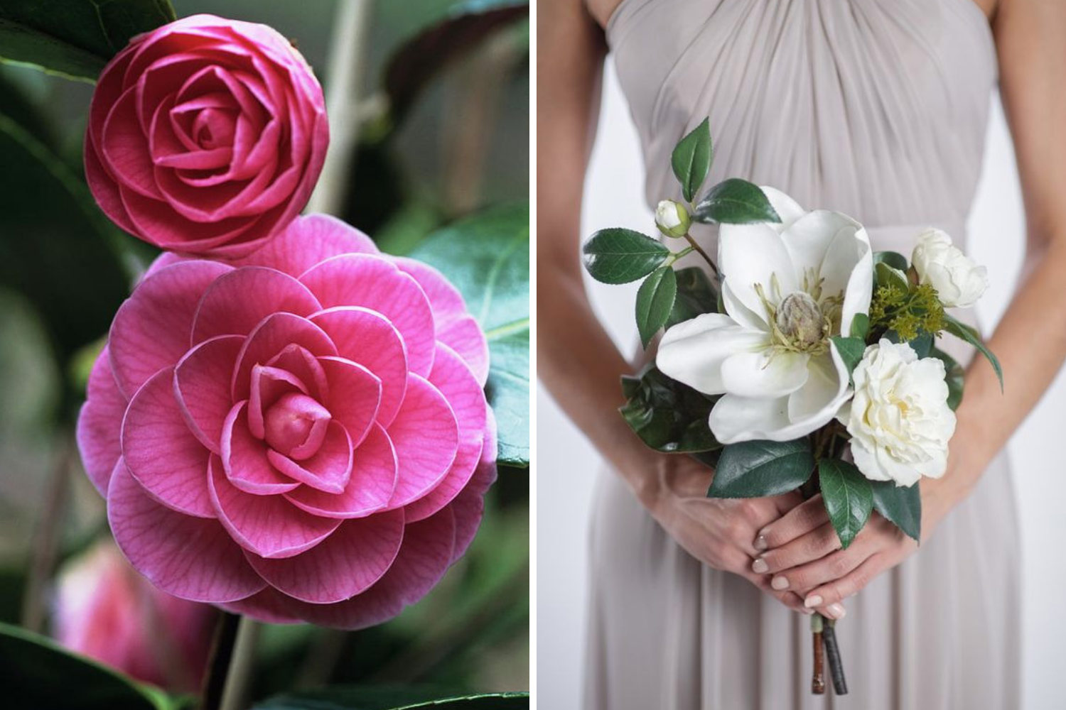 Дивовижні камелії для нареченої