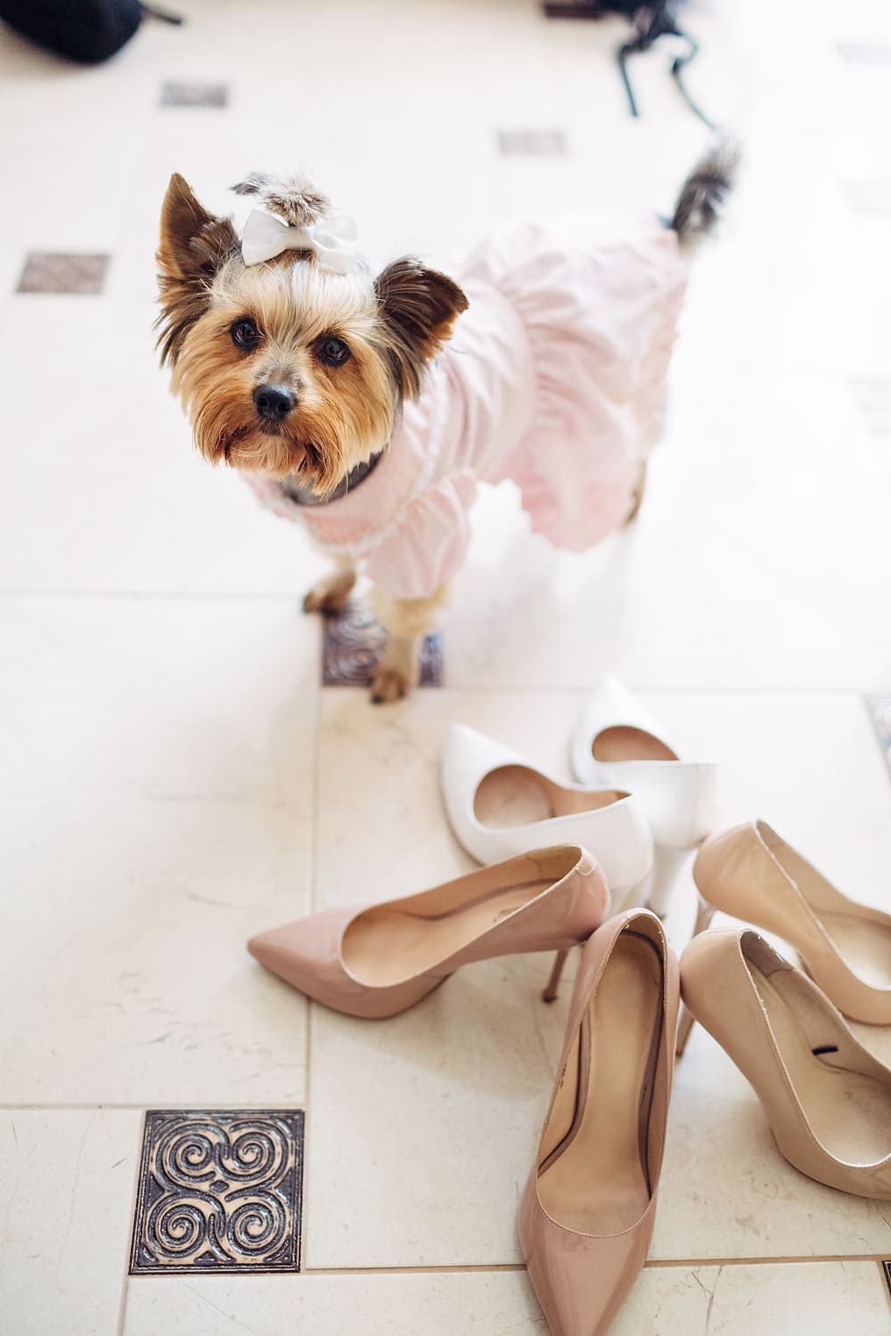 туфли и собака фото