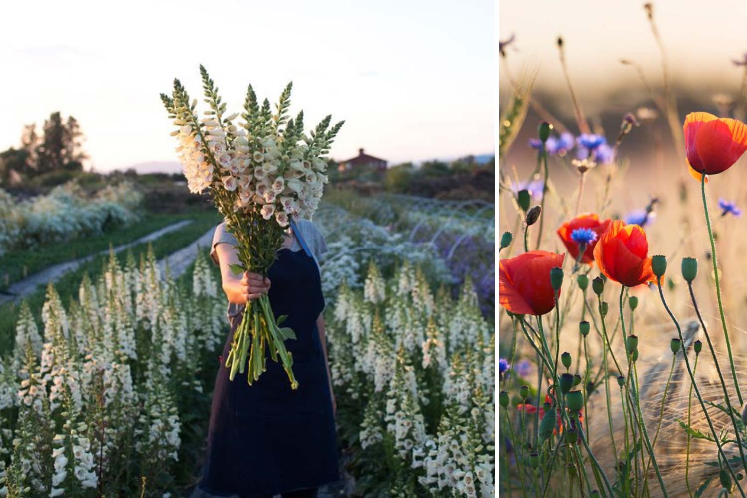 Вирощування квітів для флористики: дельфініум, маки фото