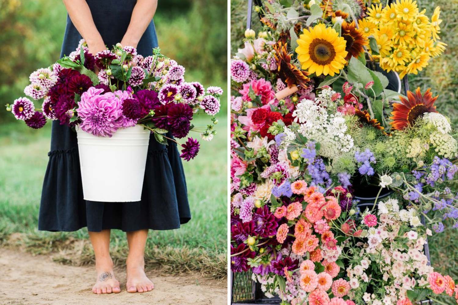 Екологічне вирощування квітів фото