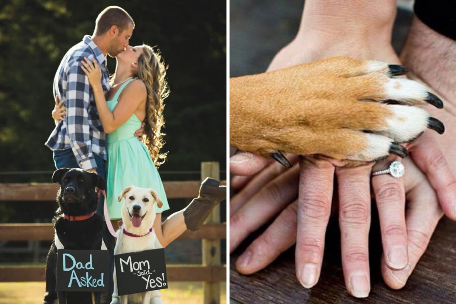 Помолвка с домашними любимцами фото