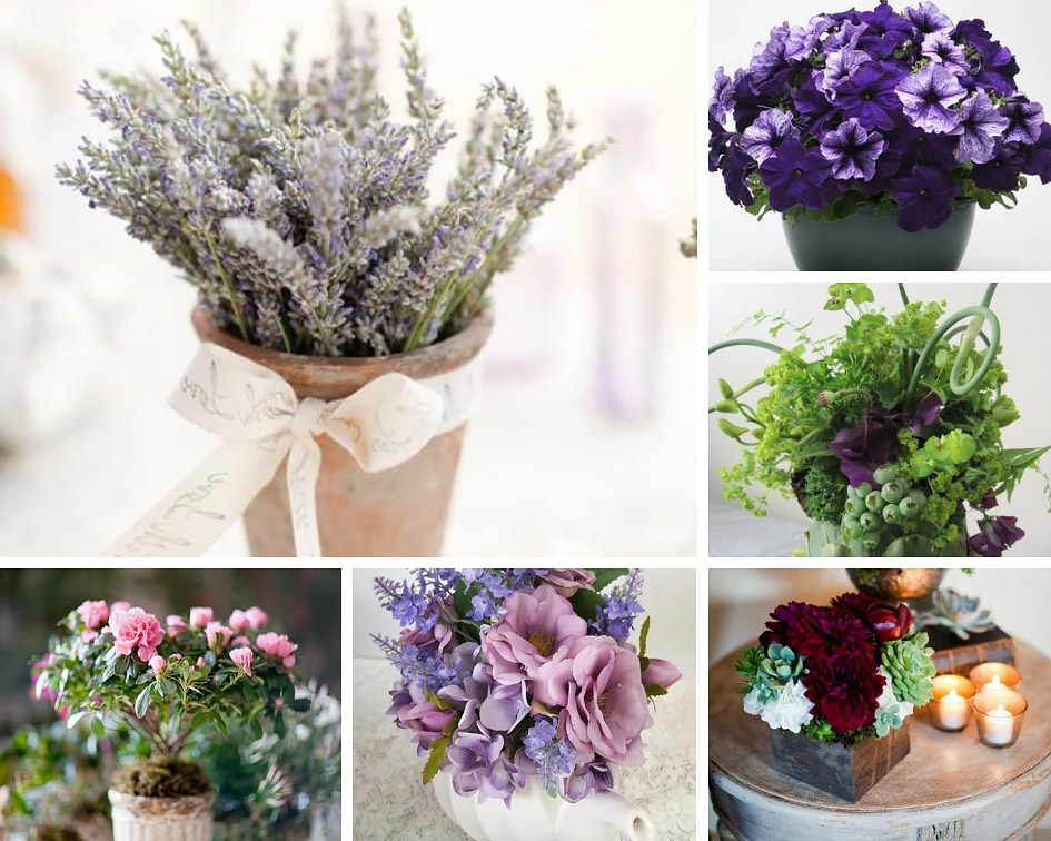 квіти в горщиках фото