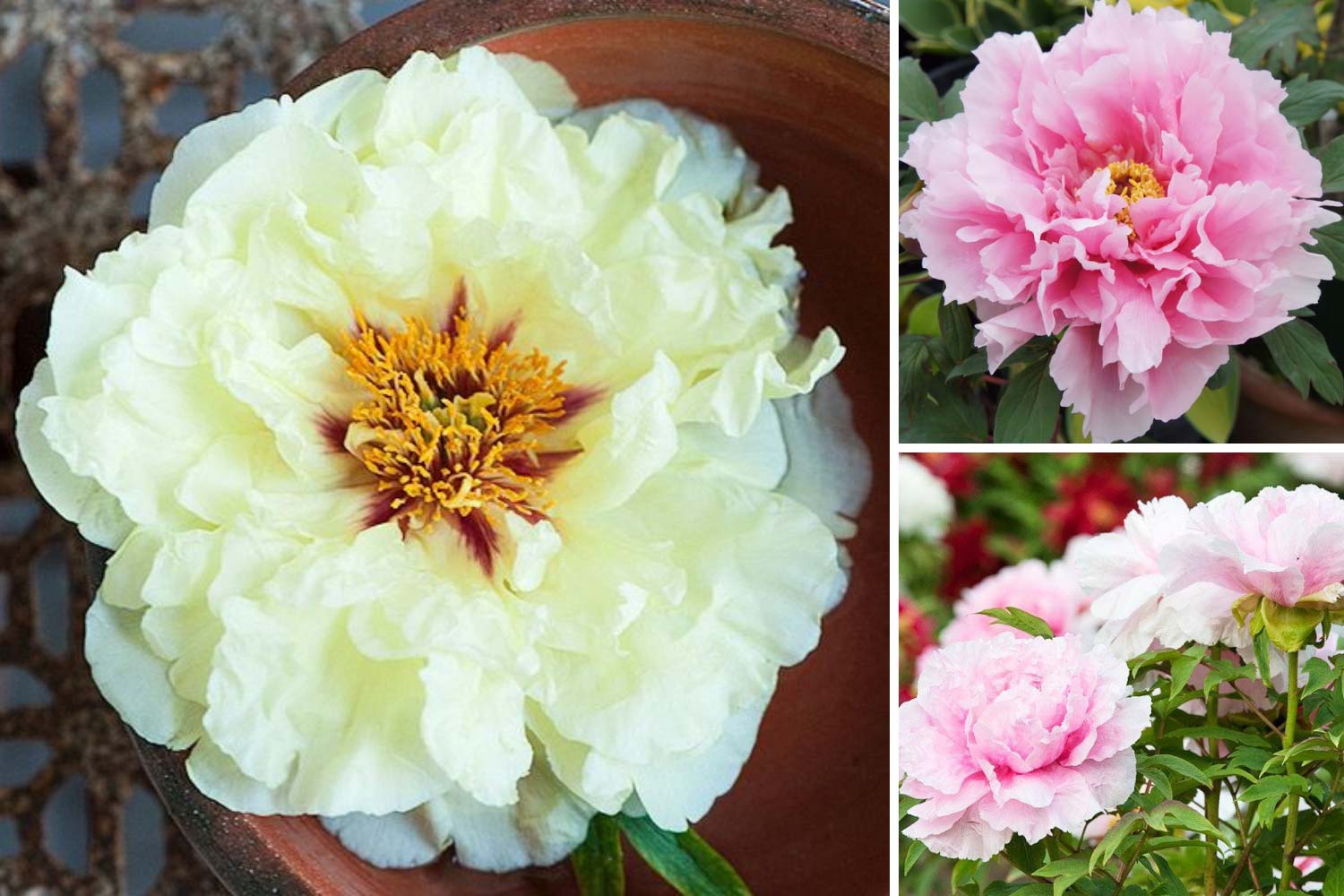 Кремовые, розовые древовидные пионы фото