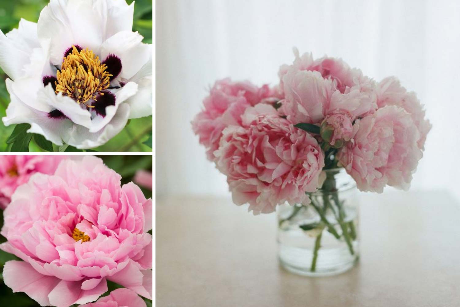 Сорта древовидных пионов для букета невесты фото 