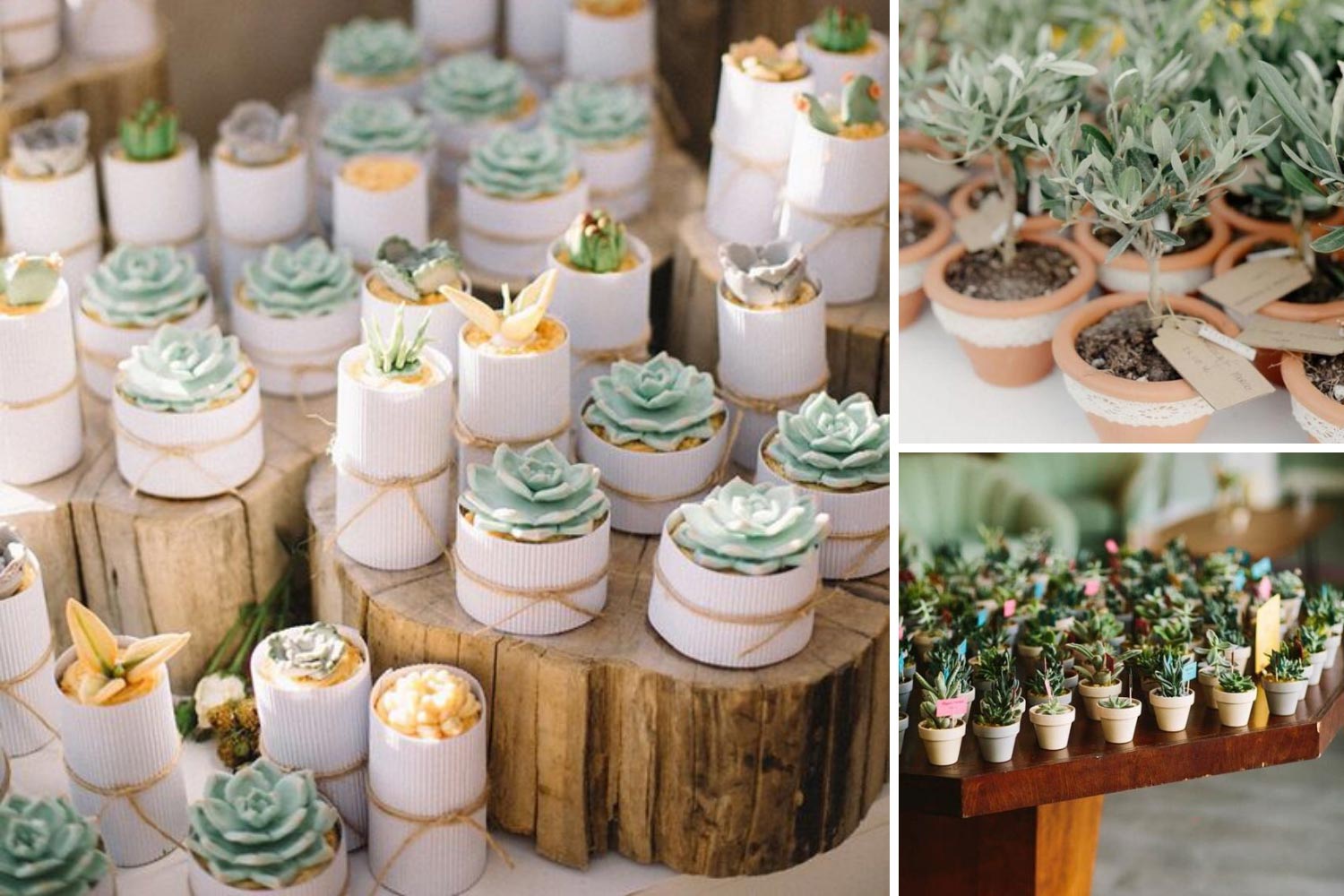 Цветы в горшках в подарок гостям фото