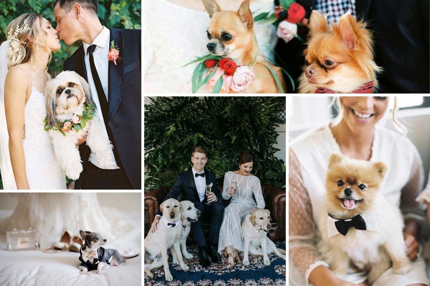 Тварини на весіллі: вбрані собаки фото
