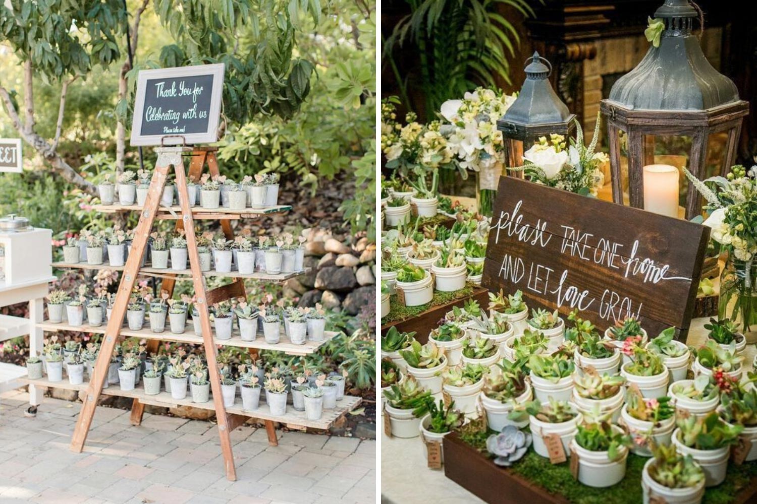 Подарки гостям: растения