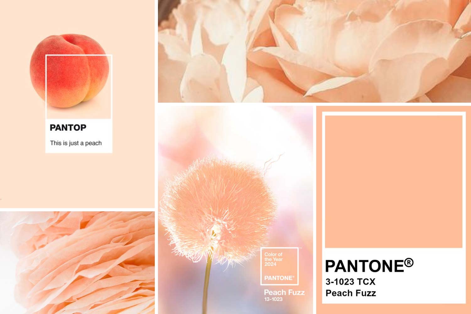 Колір року 2024 за версією Pantone - Peach Fuzz фото