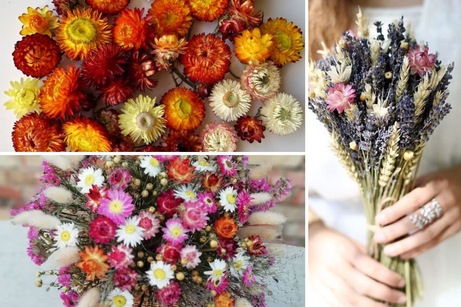 Засушенные цветы бессмертника фото