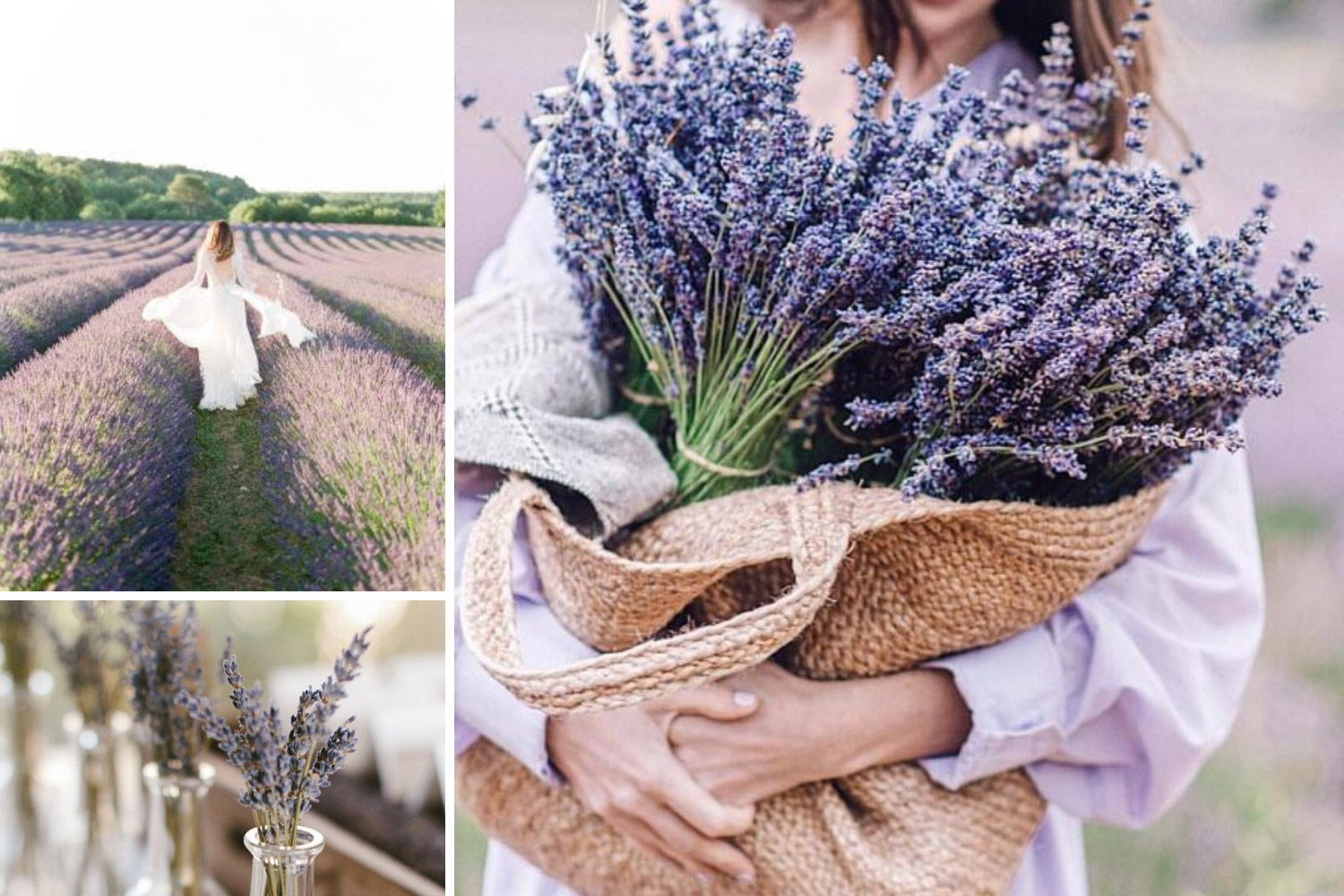 Сухоцветы: букет лаванды фото