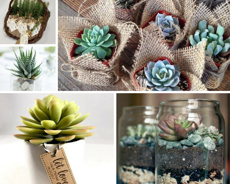 сукуленти в подарунок