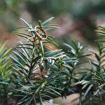 Алиса Зинкевич #3733