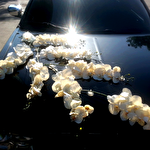 Василь Крайслер #5654