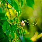 Татьяна Пастир #4453