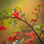 Alex Shcherbak #2418