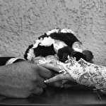 Дмитрий Черевик #4297