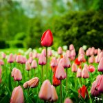 Денис Женгал #4458