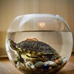 Yuri Zhurakivsky #1702