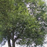 Studio Da Vinci #6347