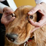 Василь Роган #233