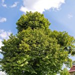 Володимир Фомін #6918