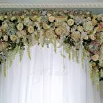 Мальви Мія #6791