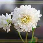 Роман Яцура #1624