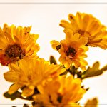 Роман Яцура #1624