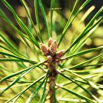 Роман Яцура #1624