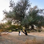 Ольга Мелихова #3538