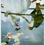 Николай Балтян #1285